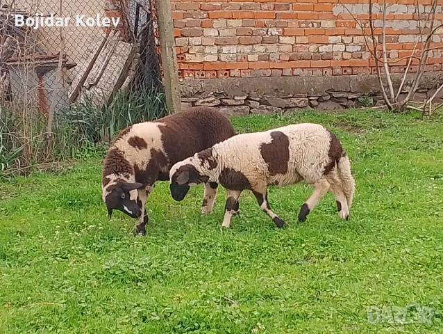 Продава се агне