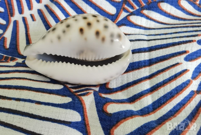 Фитнес лента с инструкции на нея и раковина за масажи, снимка 6 - Фитнес уреди - 54213691