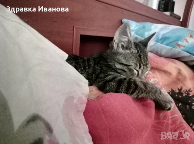 Търсим дом за Леа, снимка 8 - Други - 55276918
