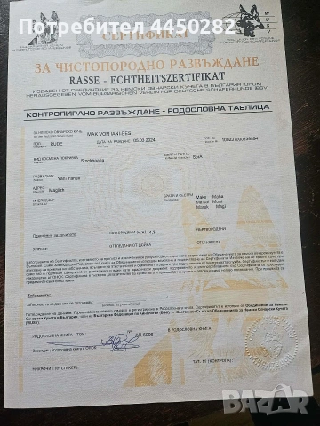 Малки немски овчарки, снимка 9 - Немска овчарка - 55066133