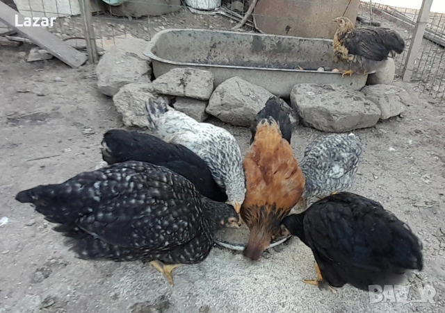 Продавам Домашни ярчици