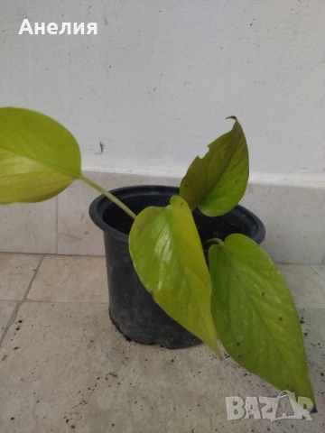Epipremnum aureum 'Neon' , снимка 2 - Стайни растения - 54758049
