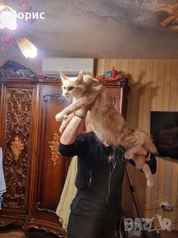 Мейн куун котета, снимка 4 - Мейн кун - 35075644