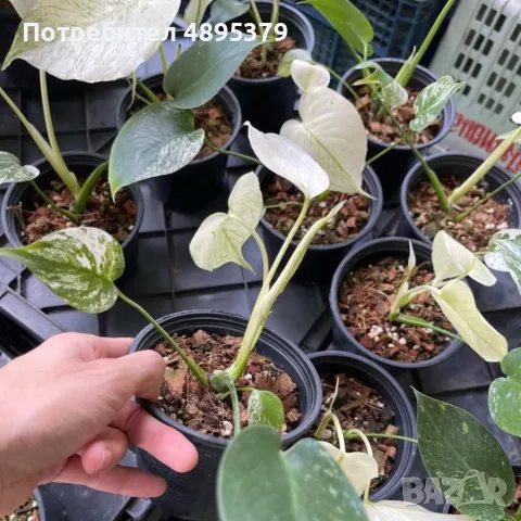 Добре вкоренена "Monstera White Monster", снимка 3 - Стайни растения - 55395569