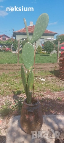 Кактус, снимка 2 - Стайни растения - 54939594