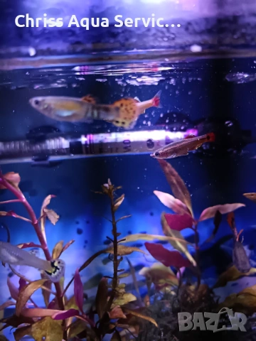 Качествени Гупи от собствена селекция гр. Бургас