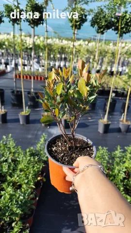  Фотиния Литъл Ред Робин, Photinia fr. Little Red Robin, снимка 6 - Градински цветя и растения - 43806136