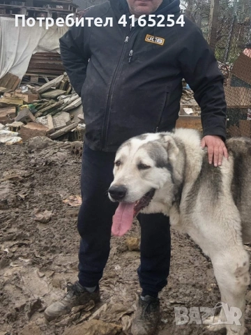 Кученца (алабай) на 40 дни, снимка 11 - Алабай - 54767434