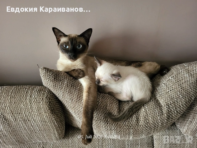 Сиамски малки котета , снимка 2 - Сиамска - 55056766