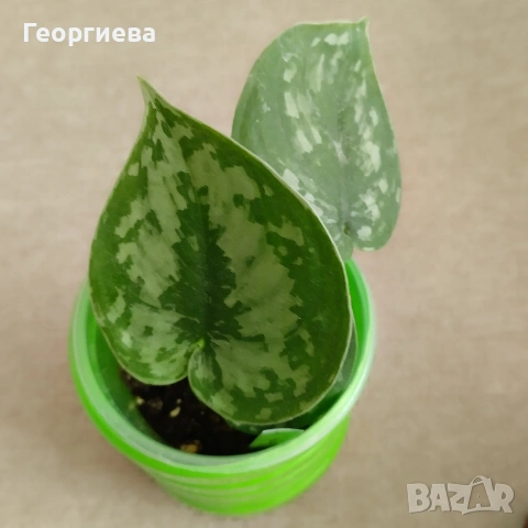 разменям, снимка 8 - Стайни растения - 51295902