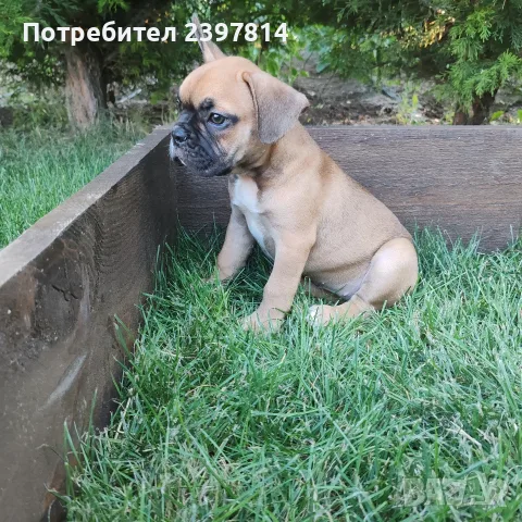 Френски булдог - Женско, снимка 7 - Френски булдог - 55008762