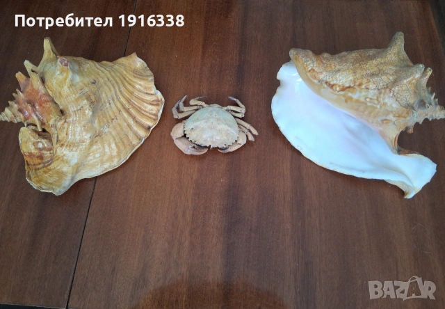 морски раковини
