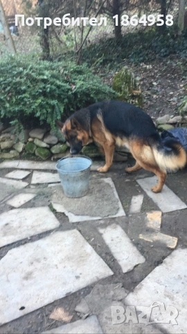 Немски Овчарки ДОСТАВКА, снимка 6 - Немска овчарка - 54179612