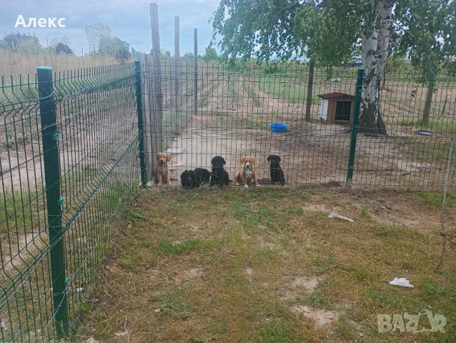Подарявам кученца 