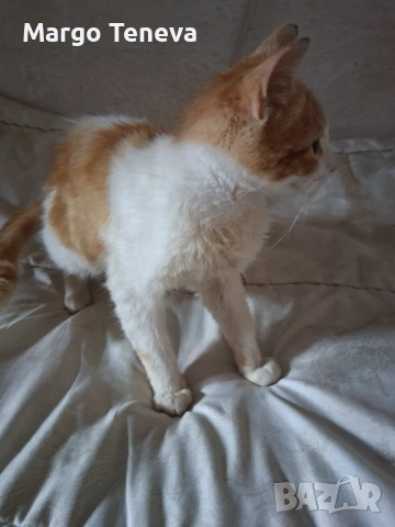 Коте си търси дом, снимка 2 - Други - 54573815