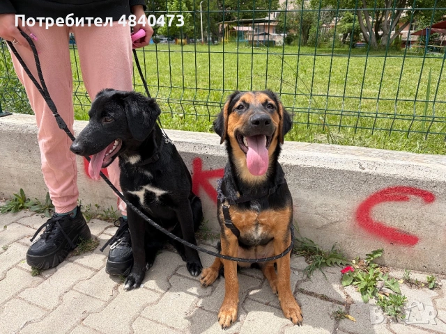 Подарявам , снимка 3 - Други - 54700808