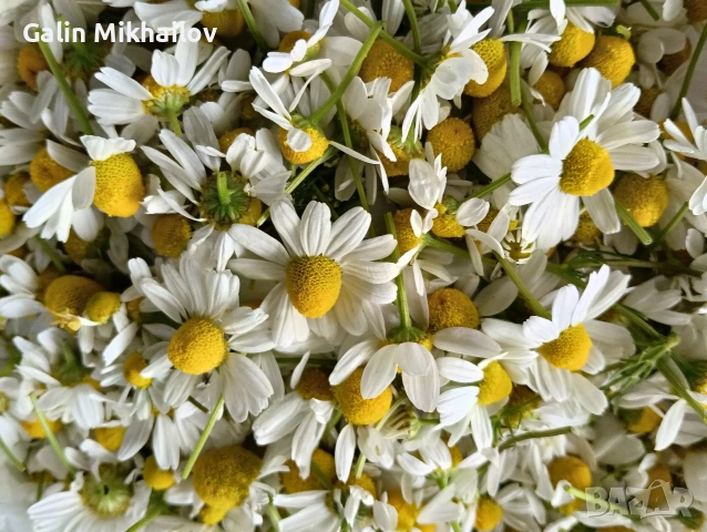 цвят Бъз, лозови листа , череши, бял равнец, снимка 8 - Домашни продукти - 54757299