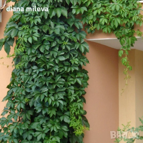 Дива лоза (Parthenocissus quinquefolia)