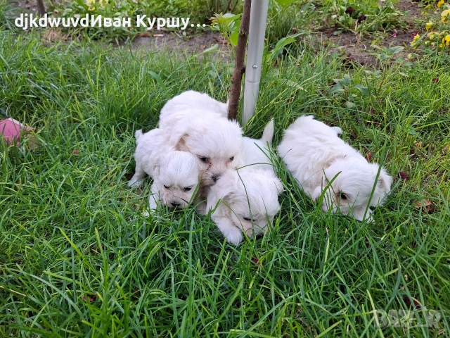 Продавам малки малтийски болонки, снимка 3 - Болонка - 55104008
