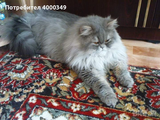 Продавам персийски женски котета, снимка 17 - Персийска - 54386975