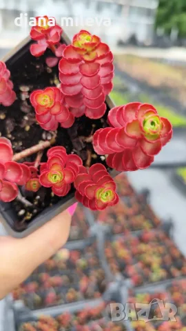 Червен седум Пурпурна Зима, Sedum spirium " Purpur Winter ", снимка 9 - Градински цветя и растения - 46784135