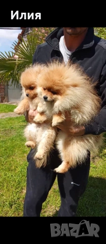 Продавам померан, снимка 3 - Померан - 54174720