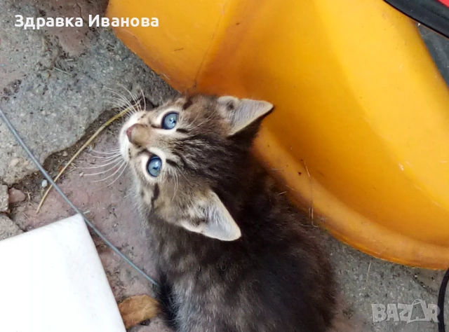 Котенца за осиновяване