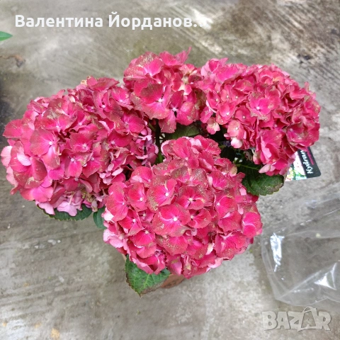 хортензия ред рубин , снимка 2 - Градински цветя и растения - 54892513