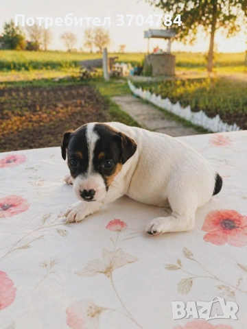 Продавам джак ръсел , снимка 3 - Джак ръсел териер - 54314143