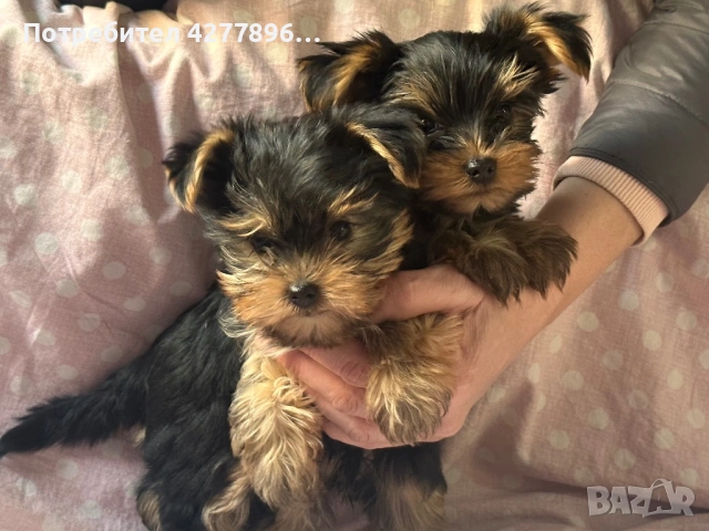 Йоркширски териерчета , снимка 2 - Йоркширски териер - 54238436