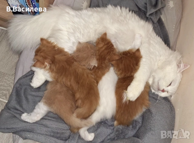 Персийски котета, снимка 3 - Персийска - 53958055