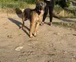Кане корсо за разплод, снимка 4