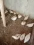 Папагали канарчета пътпъдъци, снимка 7
