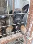 продавам белгийски овчарки, снимка 4
