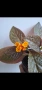 Хризотемис, crisothemis pulchella Black Flamingo, снимка 1