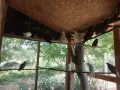 Двукачулати Гълъби , снимка 3