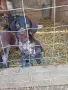 куцухар кучета!, снимка 1