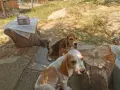 Бигълчета родени юни месец, снимка 5