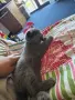Котенок Шатланский вислоухий 4 месяца, снимка 2