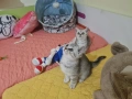Сребърни британчета , снимка 9