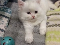 Полуперсийски котенца  момиче и момче, снимка 1
