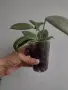 Хоя, hoya wibergiae, снимка 3