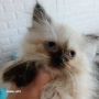 Продавам коте Регдол, снимка 2