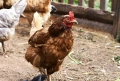 Продаваме ярки - кокошки на 16 седмици, снимка 1