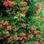  Текома (Tecoma stans) – слънчевата красавица с оранжеви цветове, снимка 7