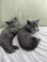Британски Късокосмести котета, снимка 1
