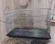  Папагали Корела, снимка 10