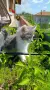 Женско коте Мейн кун, снимка 4