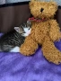 Котенца си търсят дом!, снимка 3