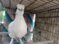 Мини кокошки декорация, снимка 1